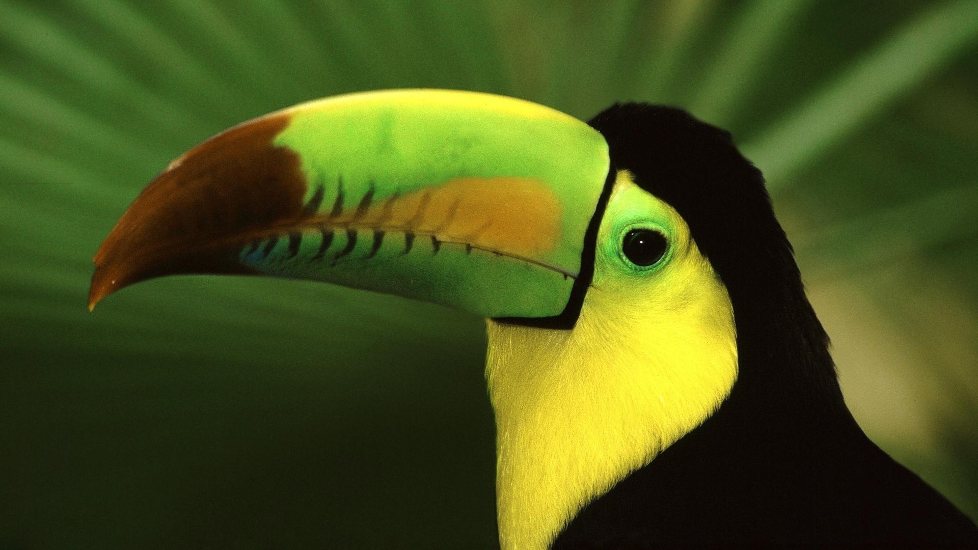 1920x1080 bird, toucan, beak