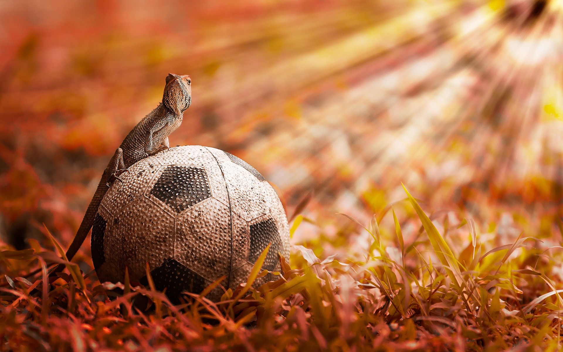 1920x1200 Download and View Full Size Photo. This Chameleon Sitting Over Soccer Ball  ...