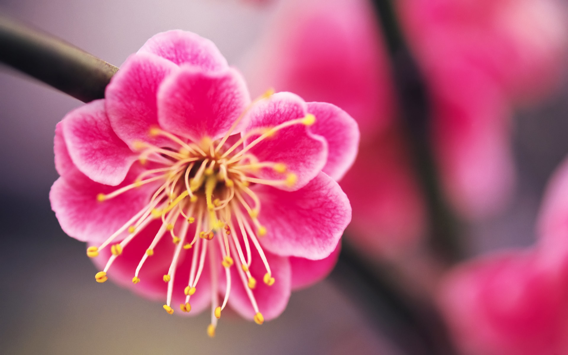 1920x1200 Beautiful Pink Sakura Flowers Wallpaper Images HD Free #202937834 Wallpaper