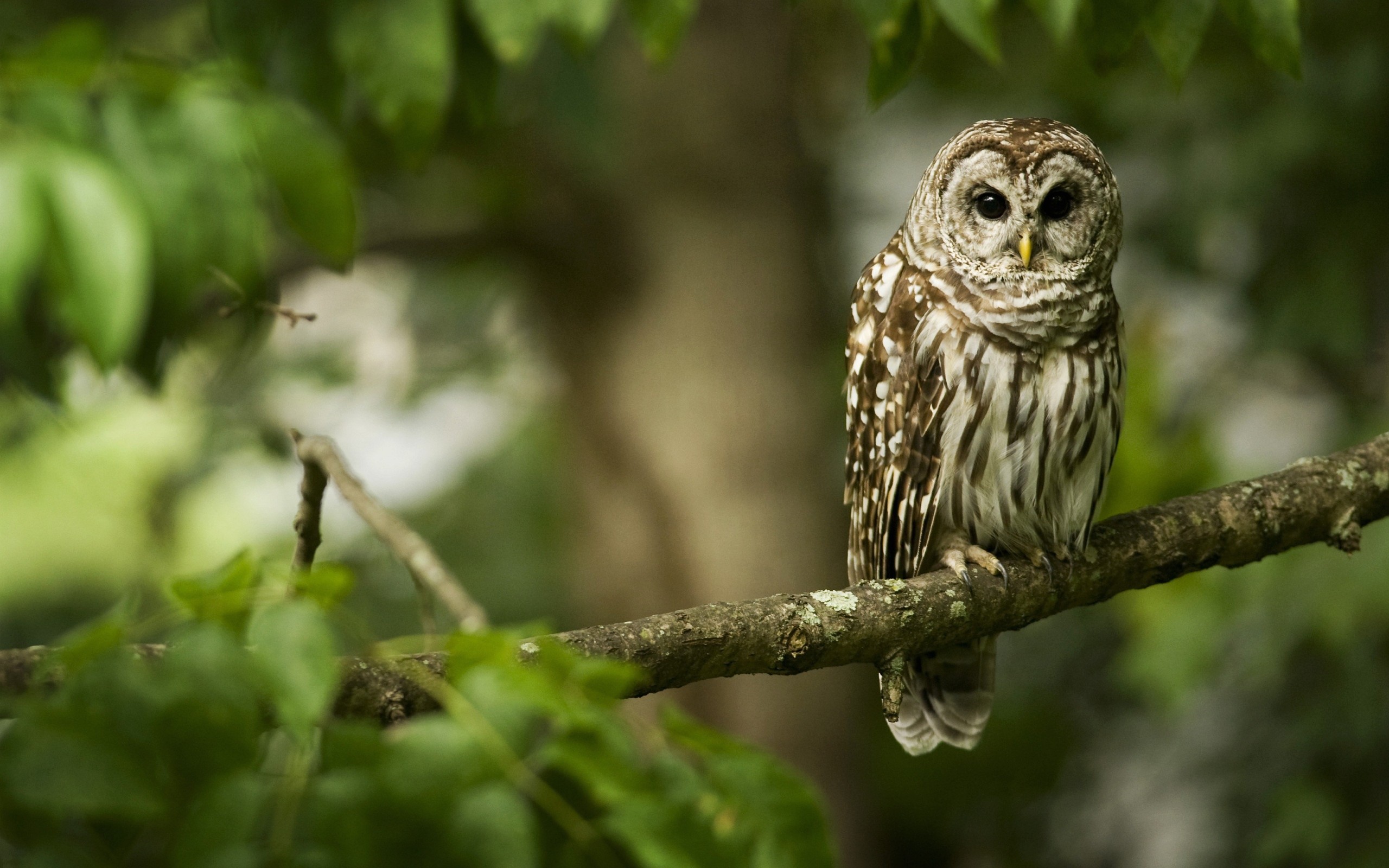 2560x1600 Owl Photo Bird