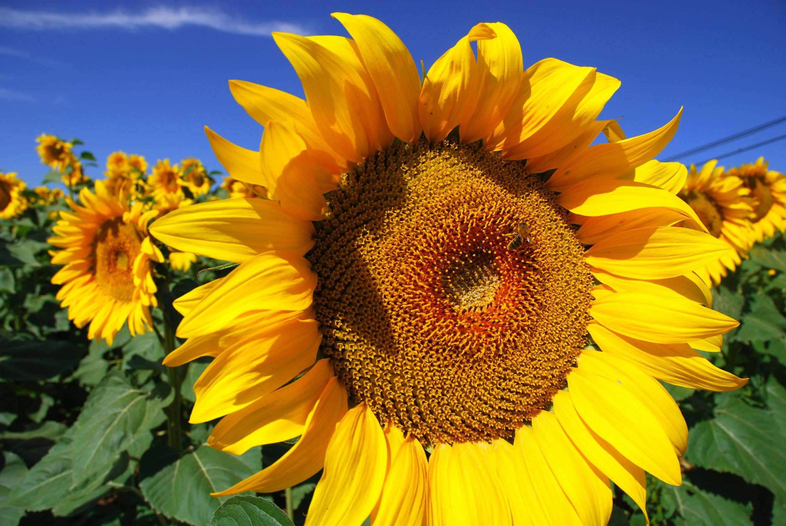 Sunflower Wallpapers (72+ images)