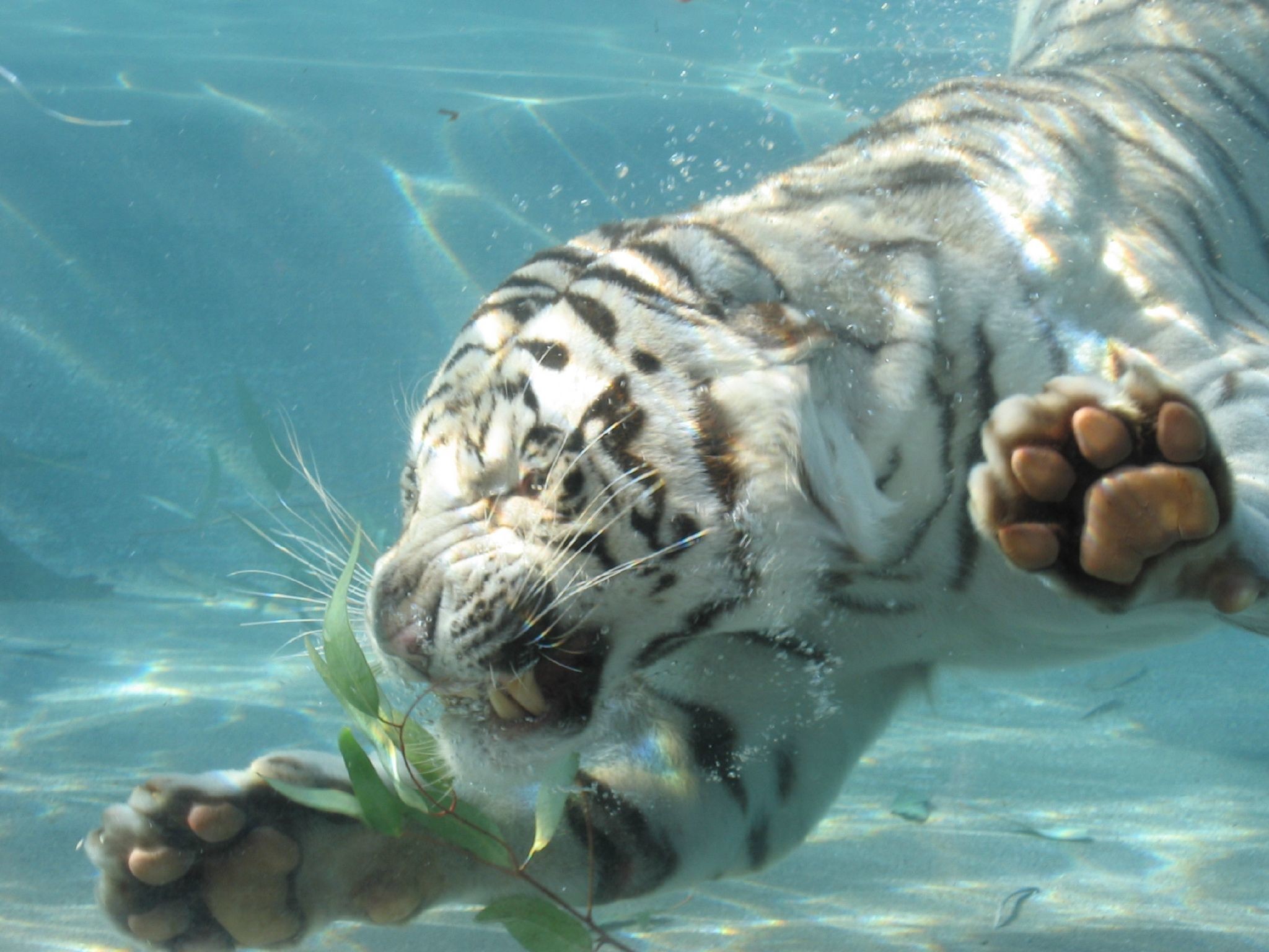 2048x1536 White tiger swimming images
