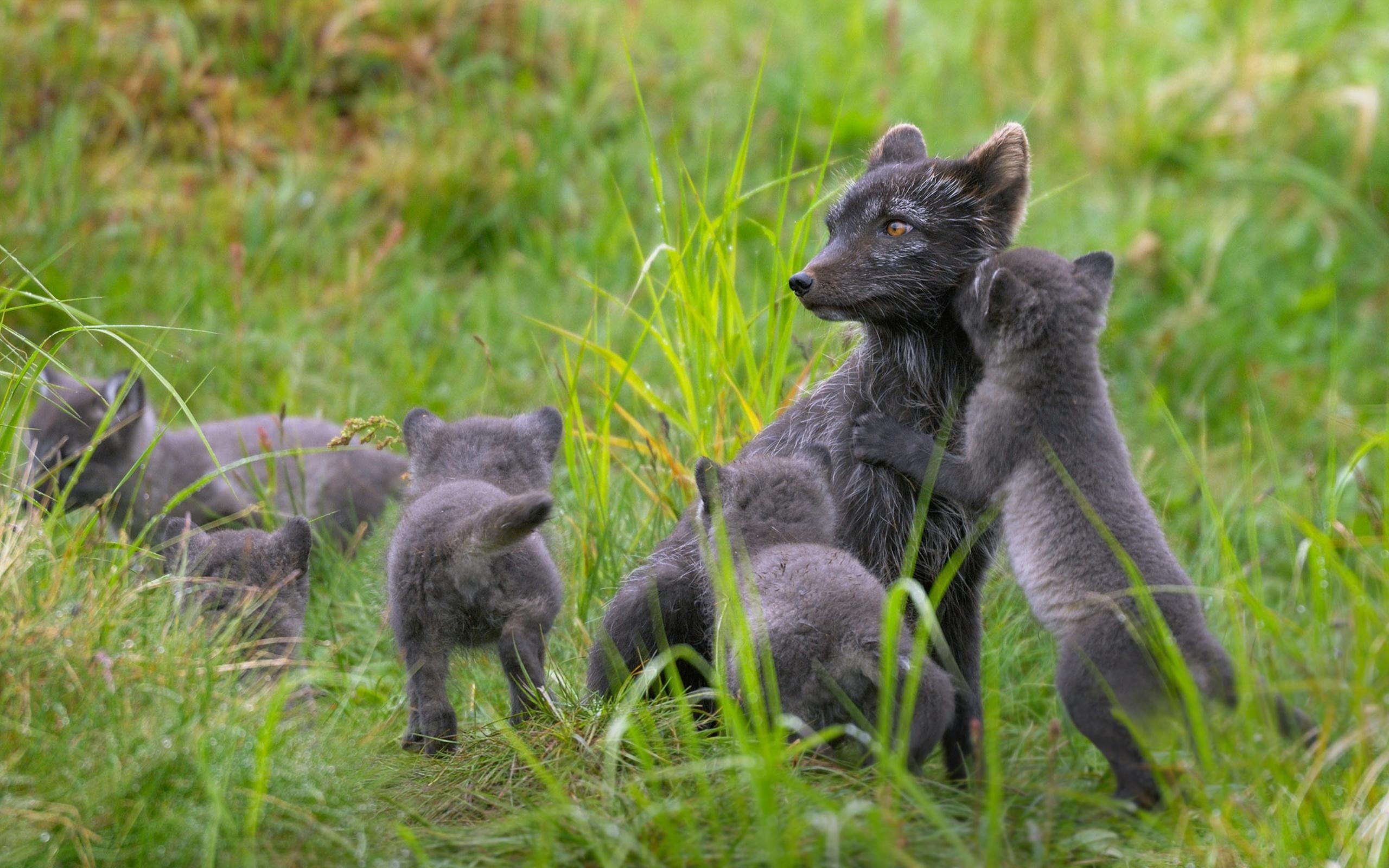 2560x1600 Arctic Fox and her Cubs