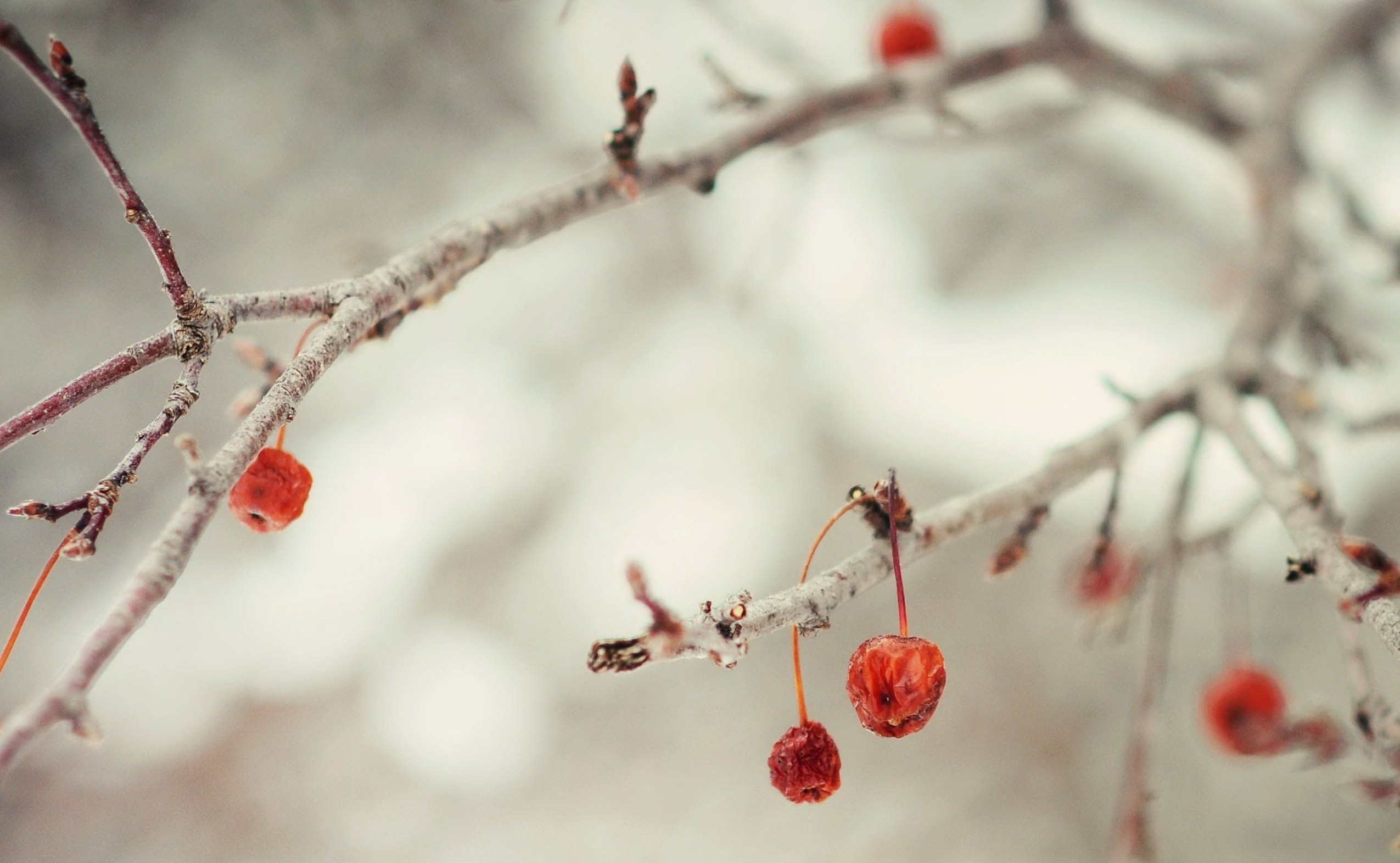 2550x1571 Winter Berries Branch