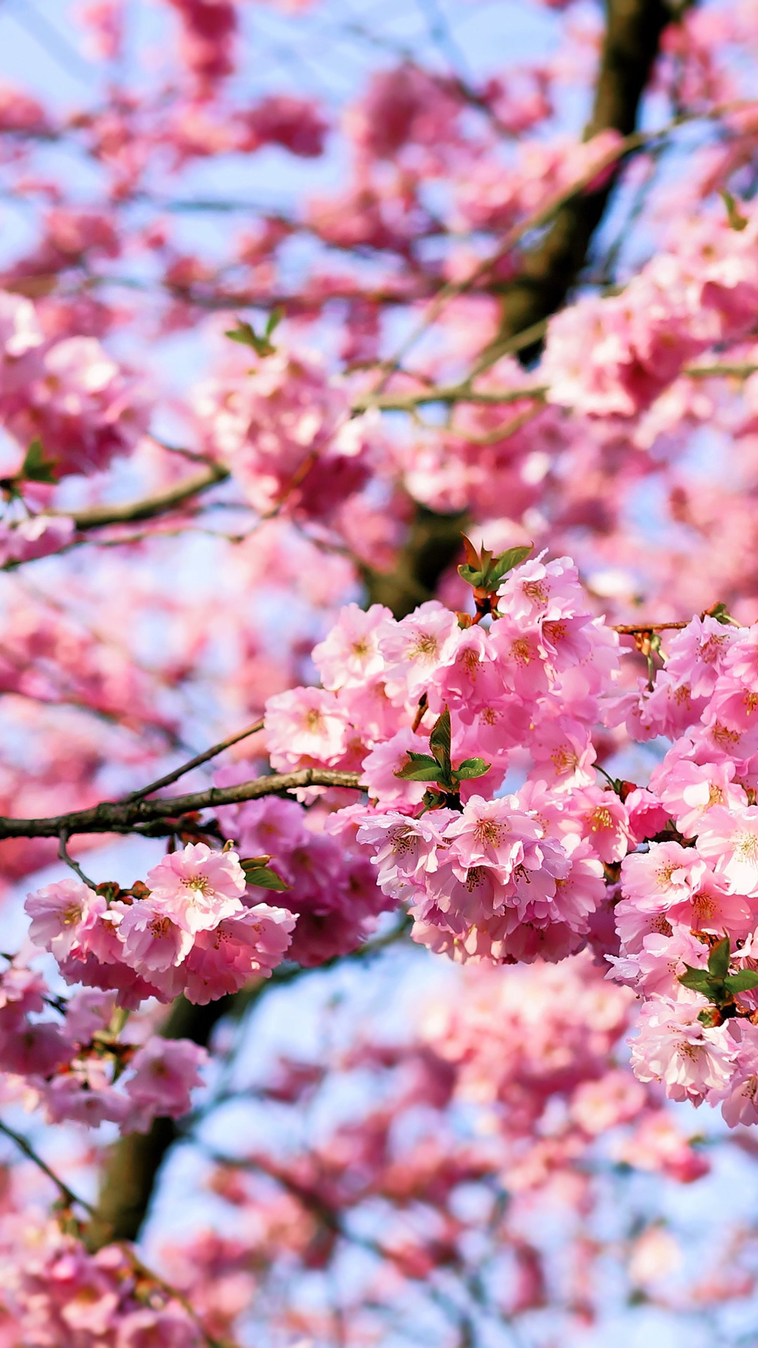 1080x1920 Cherry Blossom Tree Phone Wallpaper