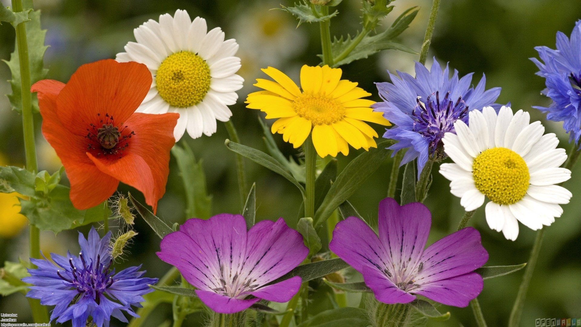 1920x1080 Download Convert View Source. Tagged on : Summer Flowers Wallpaper ...