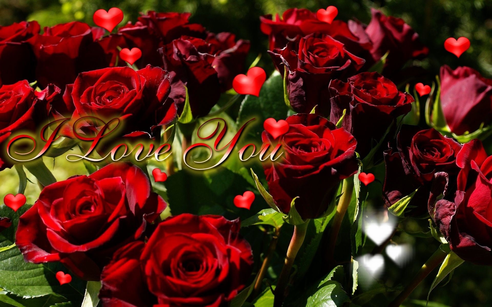 1920x1201 Red Rose I Love You Wallpaper I Love You Heart Wallpapers Group (72+)