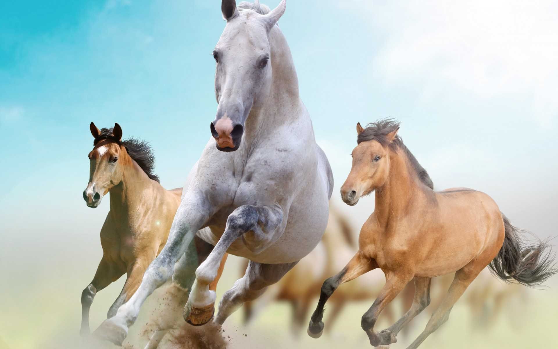 1920x1200 Beautiful Horses Wallpaper Find Tall And Wallpapers Of