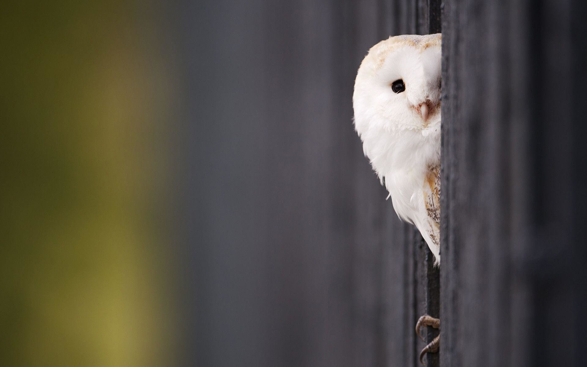 1920x1200 White Owl Wallpapers | HD Wallpapers