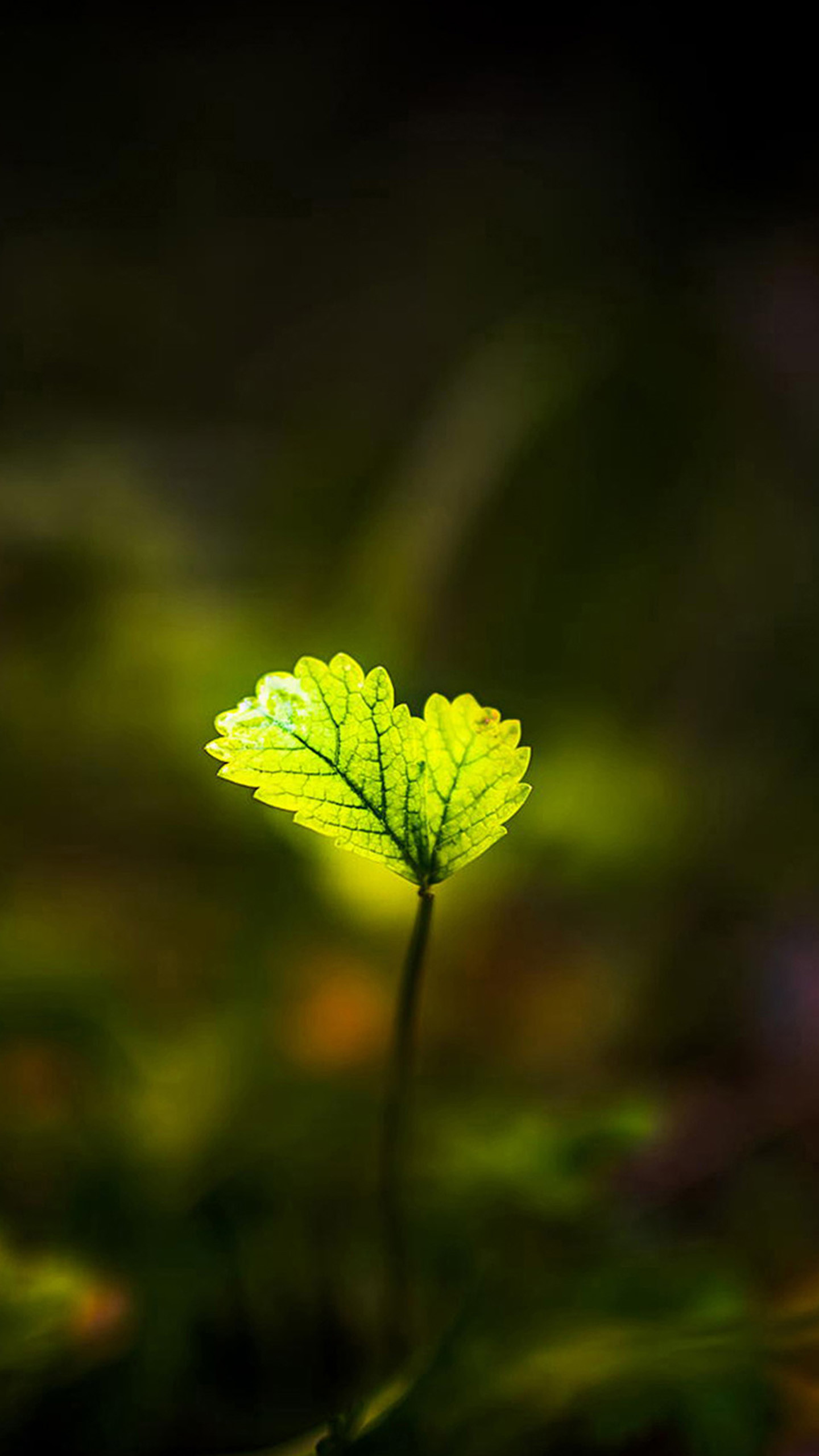 1440x2560 Shiny green leaves Galaxy Note 4 Wallpapers