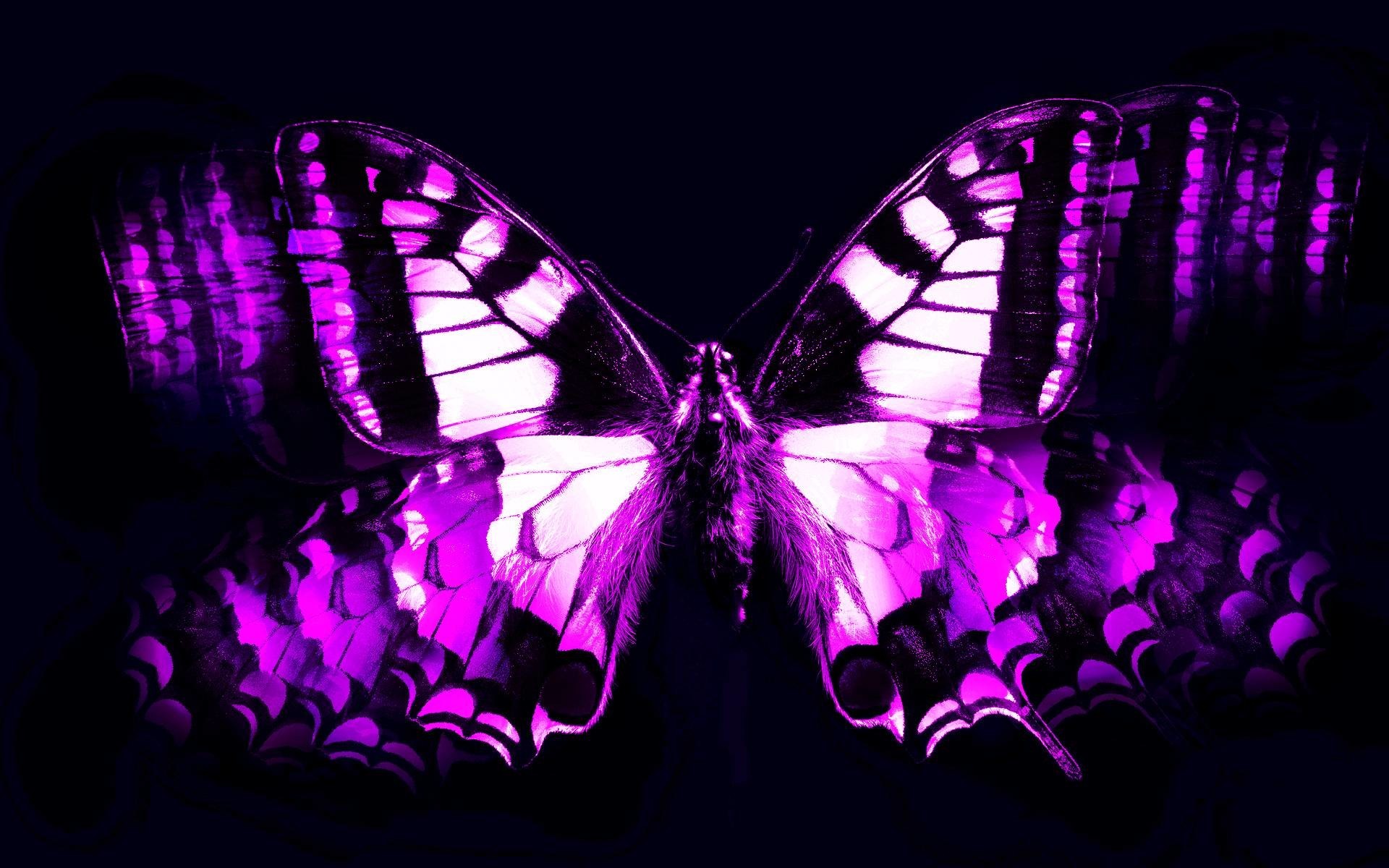 1920x1200  Wallpapers For > Cool Purple Butterfly Wallpapers