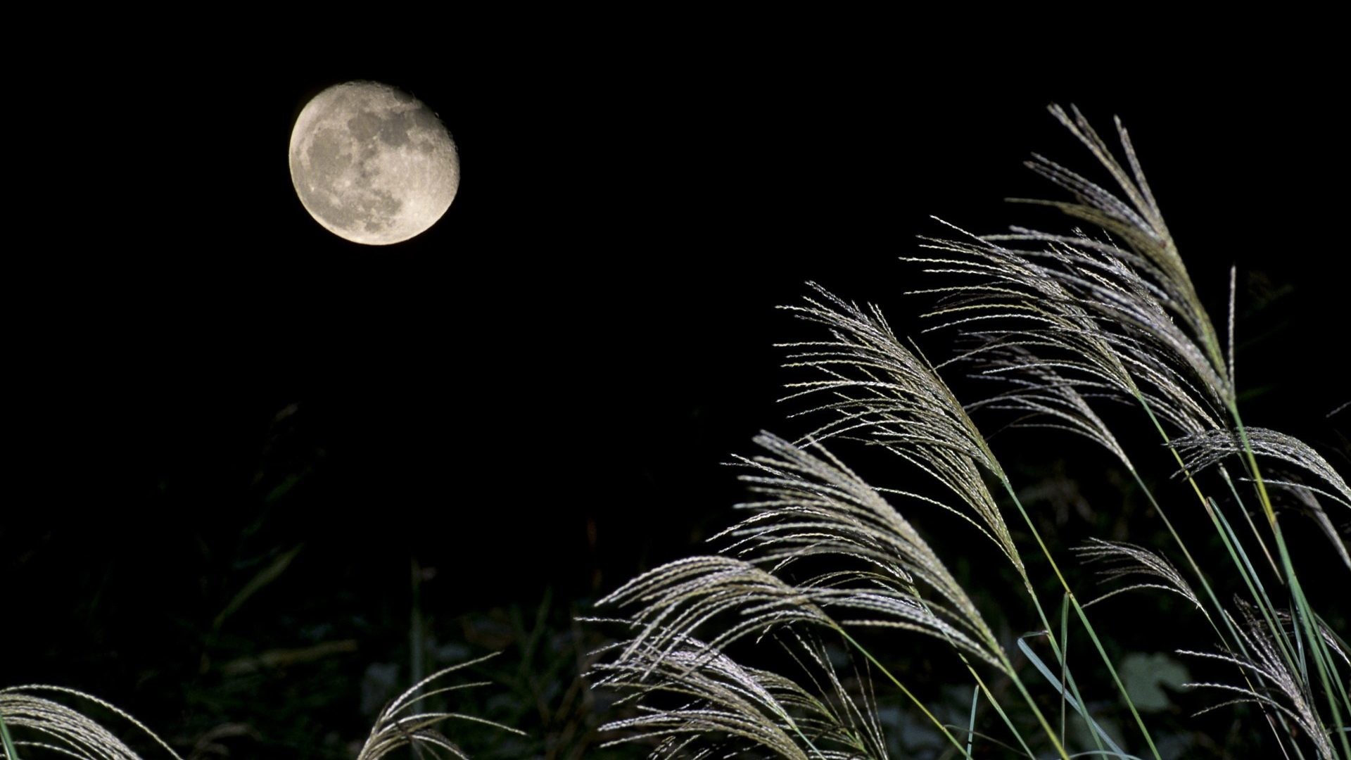 1920x1080 Howling Tag - Full Moon Night Wooooowwww Mirkiness Dead Dark Shade Brush  Darkling Blackish Overcast Sky