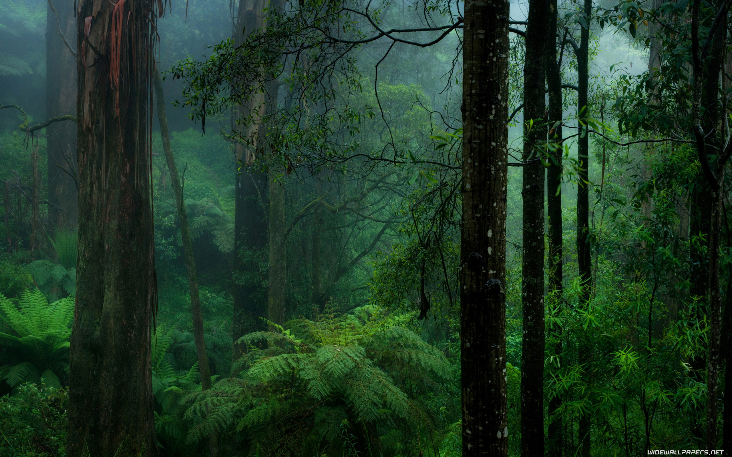 2560x1600 Forest 2560x1440  3840x2160