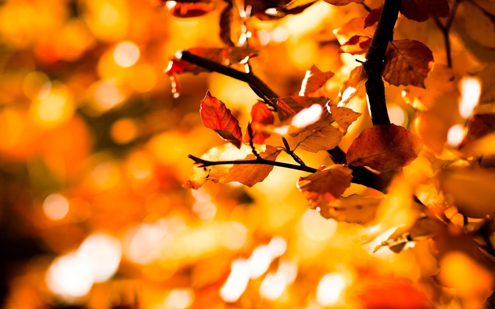 1920x1200 close up leaves leaves leaves tree tree blur tree background wallpaper  widescreen full screen widescreen hd