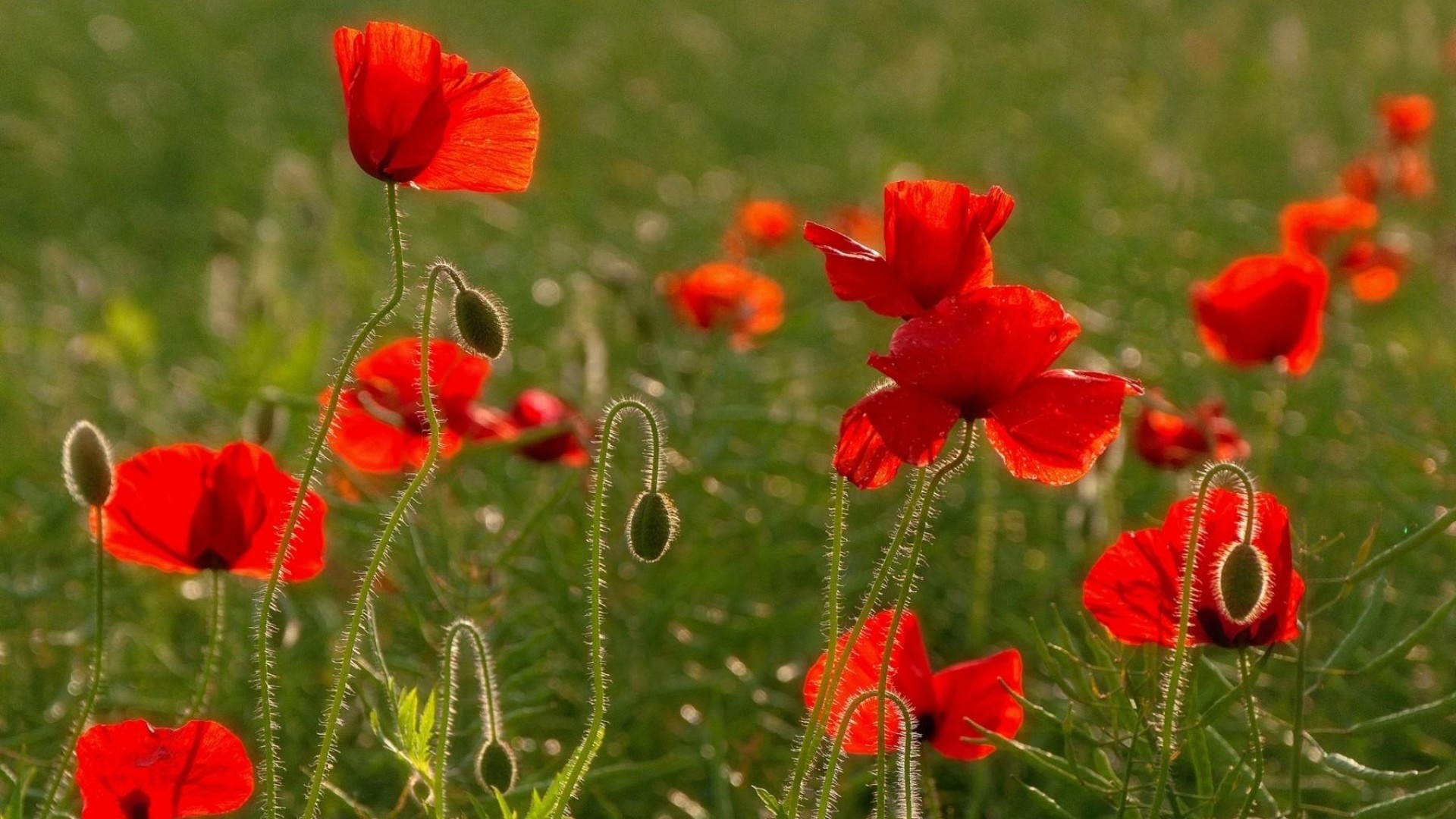 1920x1080 Preview poppies