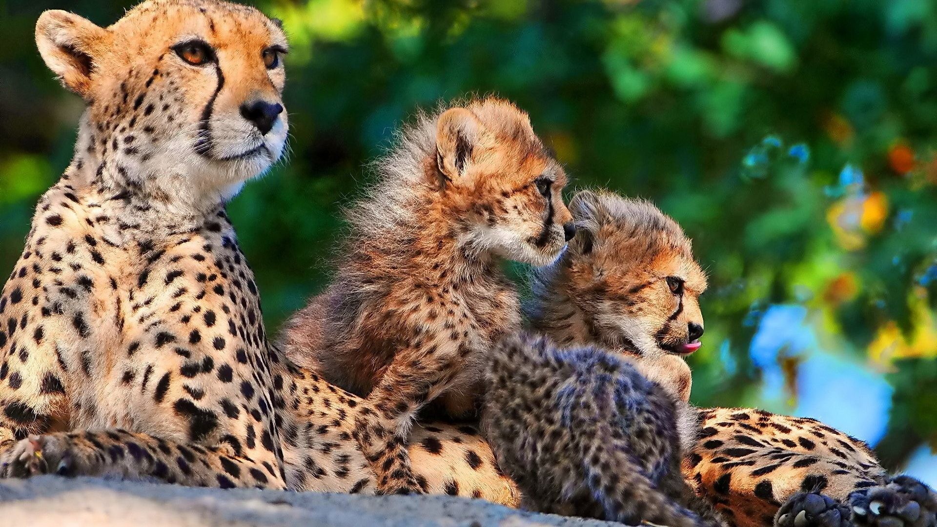 1920x1080 Cheetah Tag - Cub Cheetah Wallpapers Image Baby Animal for HD 16:9 High  Definition
