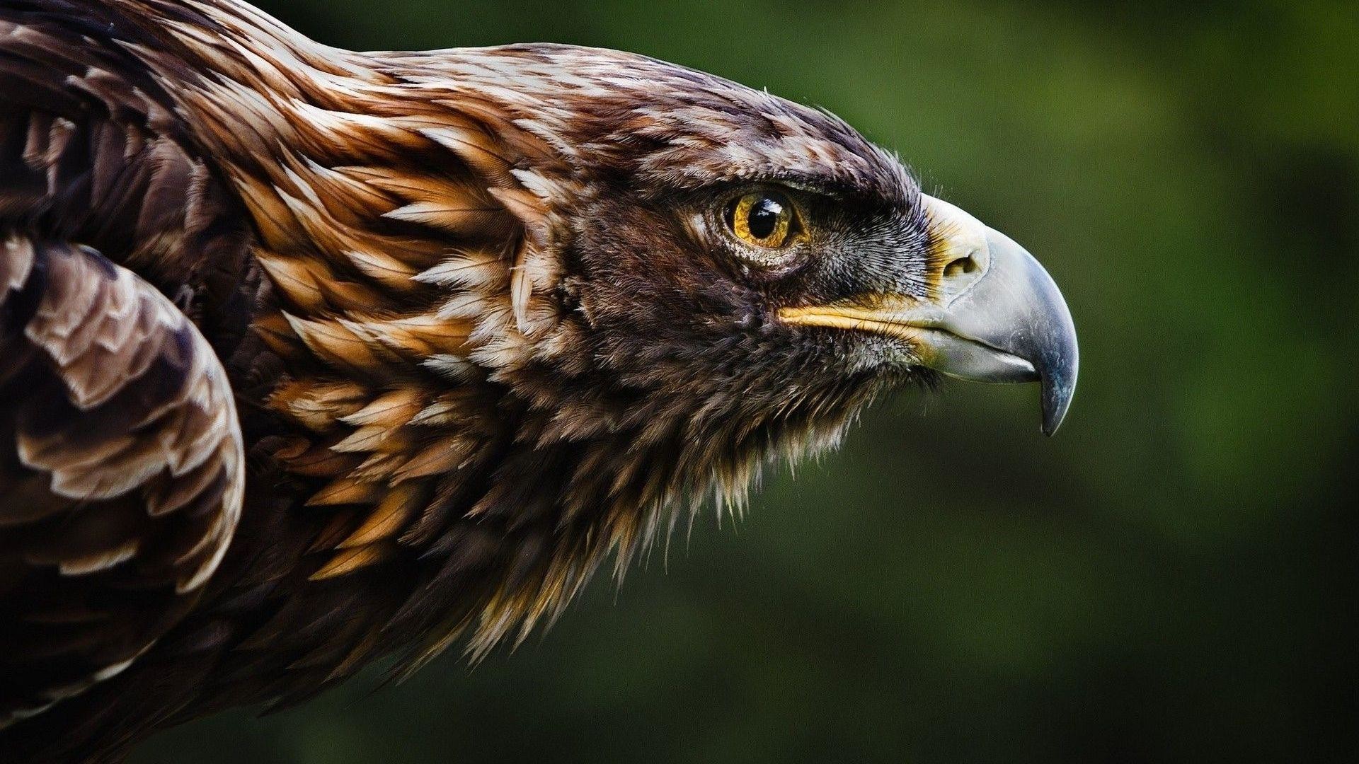 1920x1080 Golden-Eagle-Wallpapers-Backgrounds