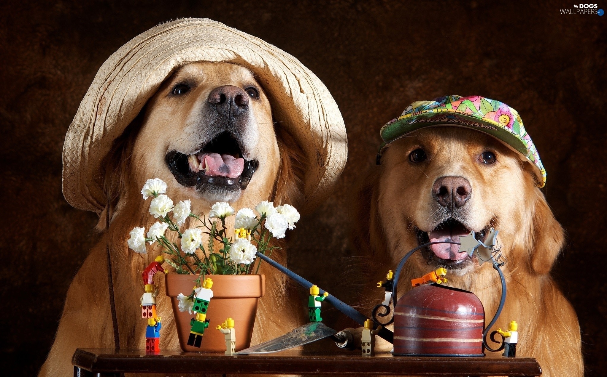2046x1273 Backgrounds . Flowers, caps, Two cars, puppies