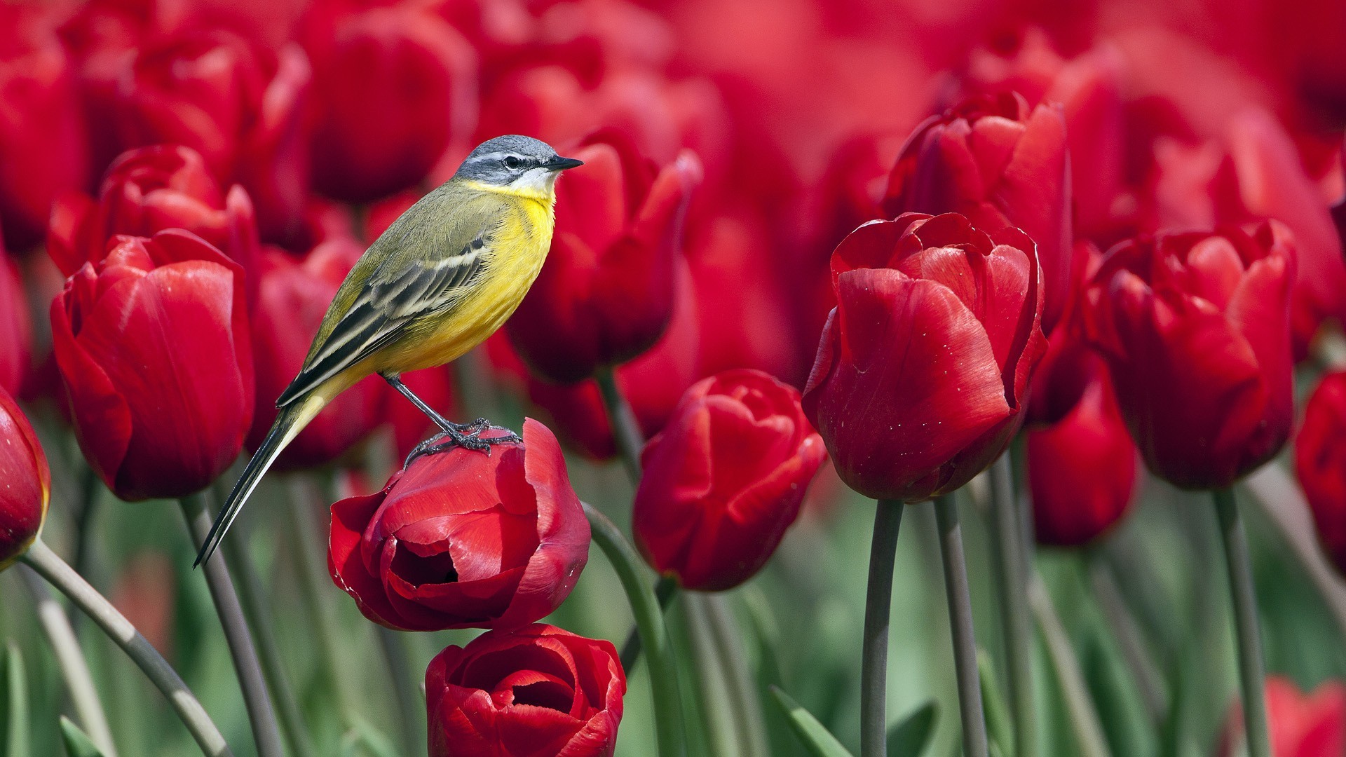 1920x1080 Beauty Peaceful Lovely Bird Red Birds Splendor Flowers Field Nature Tulips  Beautiful Tulip Wallpapers In 3d - 