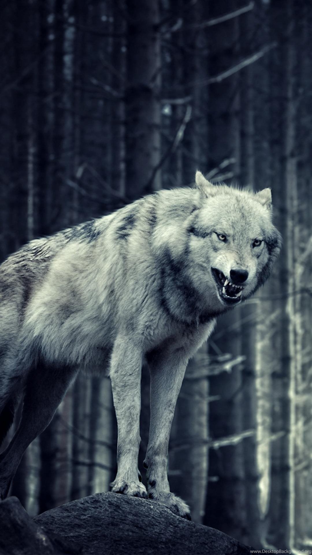 Images For Lone Wolf Wallpaper