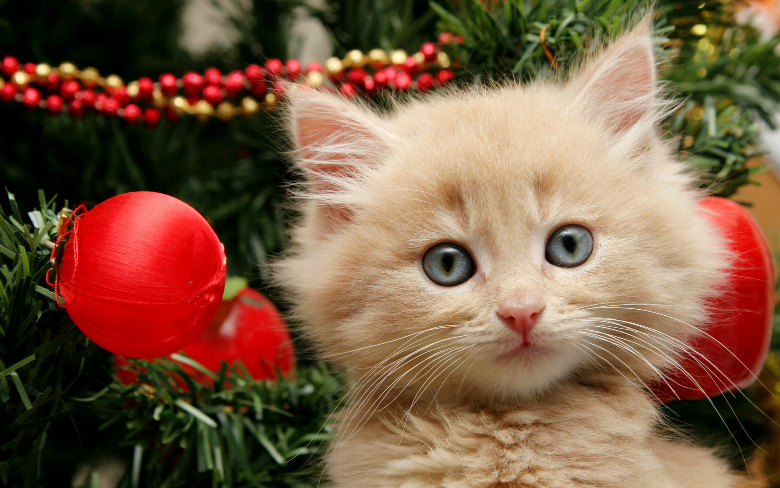 2560x1600  Christmas kitten wallpaper pictures. 30 Â· Download Â· Res:  1920x1200 ...
