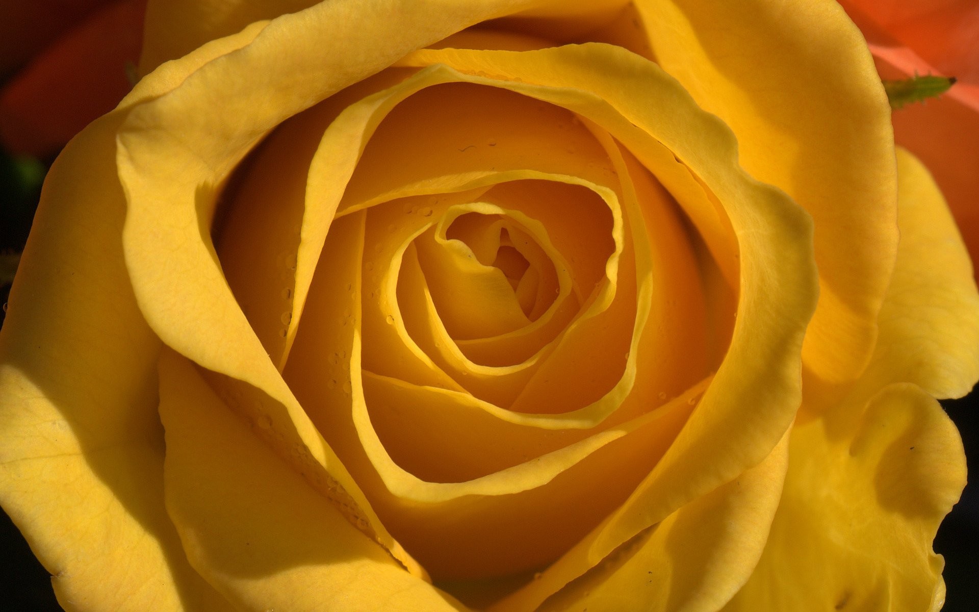 1920x1200 ... wallpaper cave; yellow roses 652064 walldevil ...