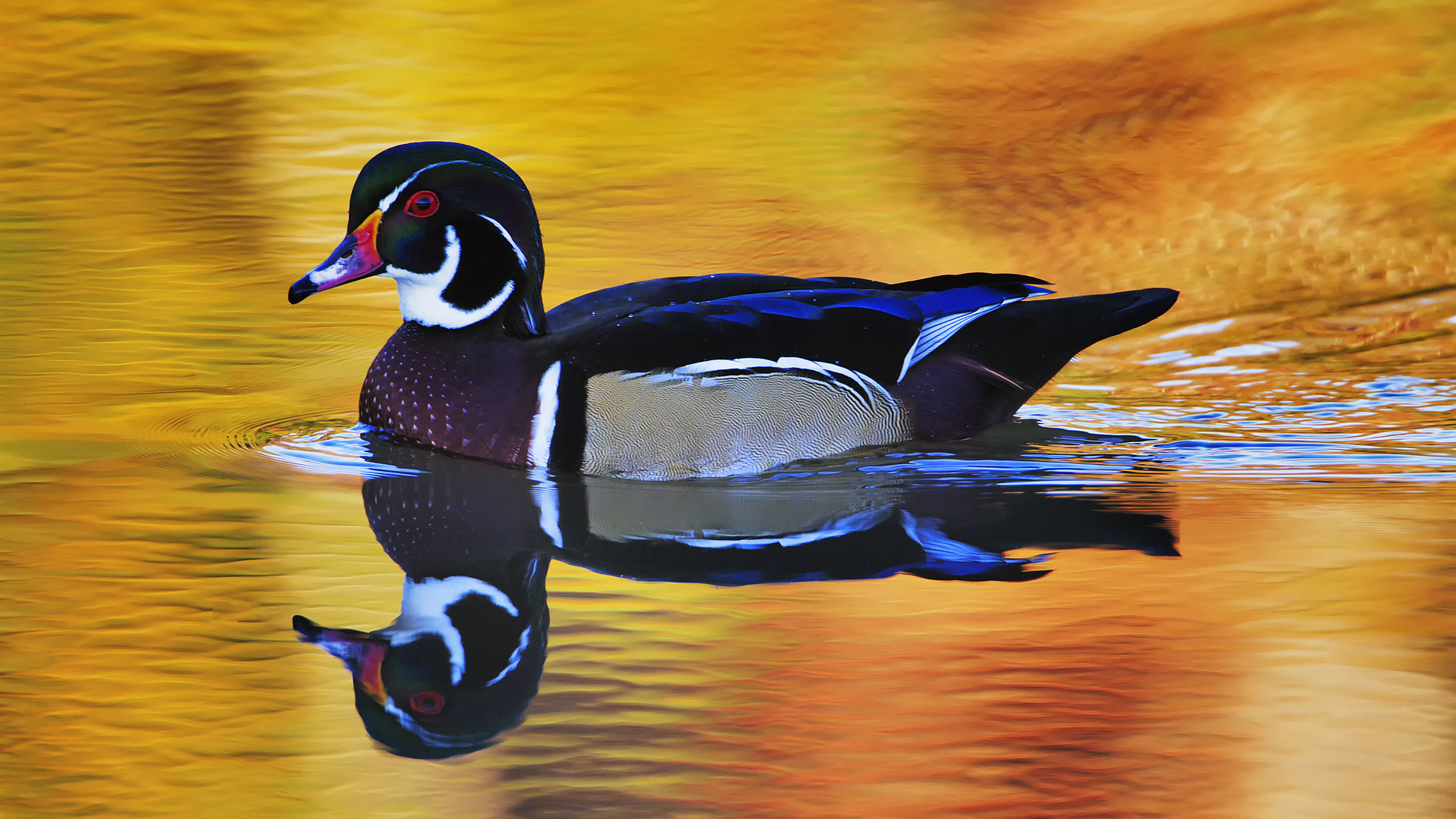 1920x1080 To Download or Set this Free Duck In Water Wallpaper as the Desktop  Background Image for