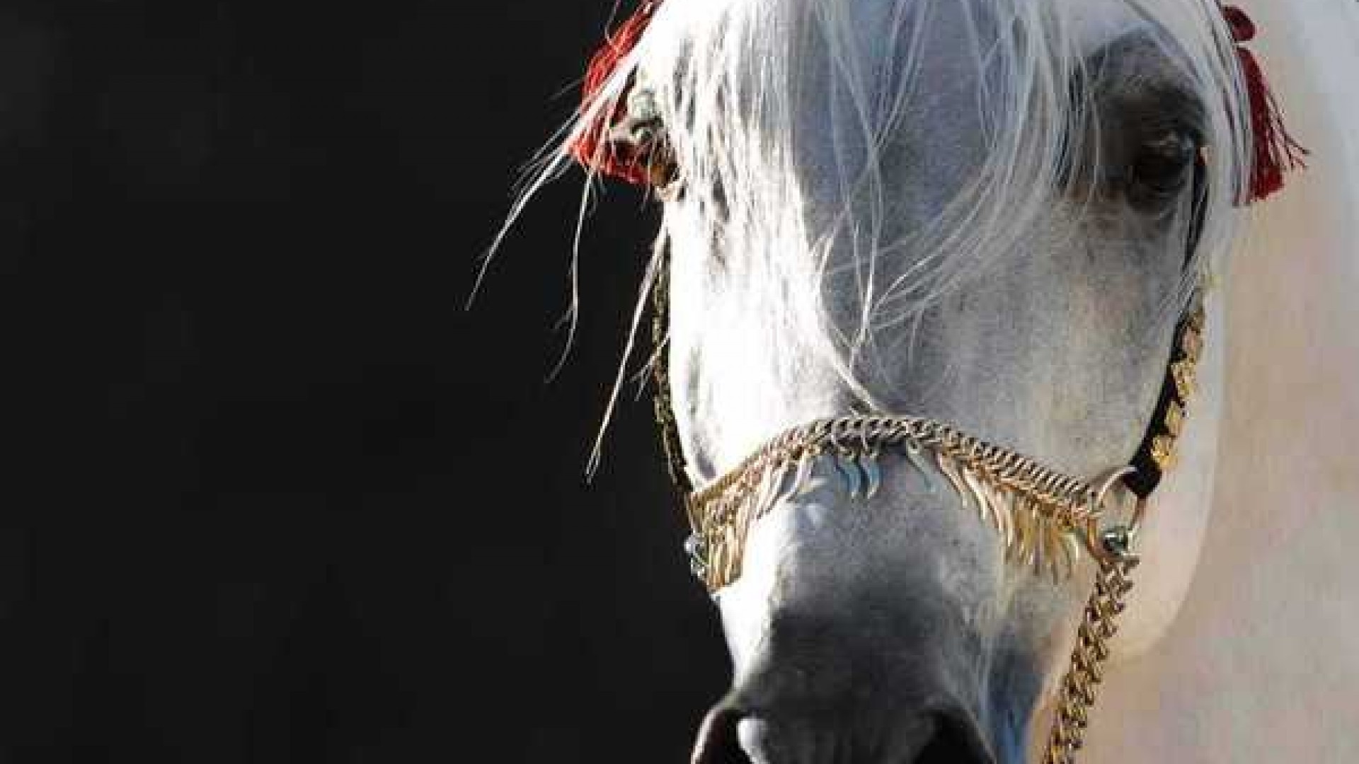 Arabian Horse Photo Gallery Wallpaper 53 Images