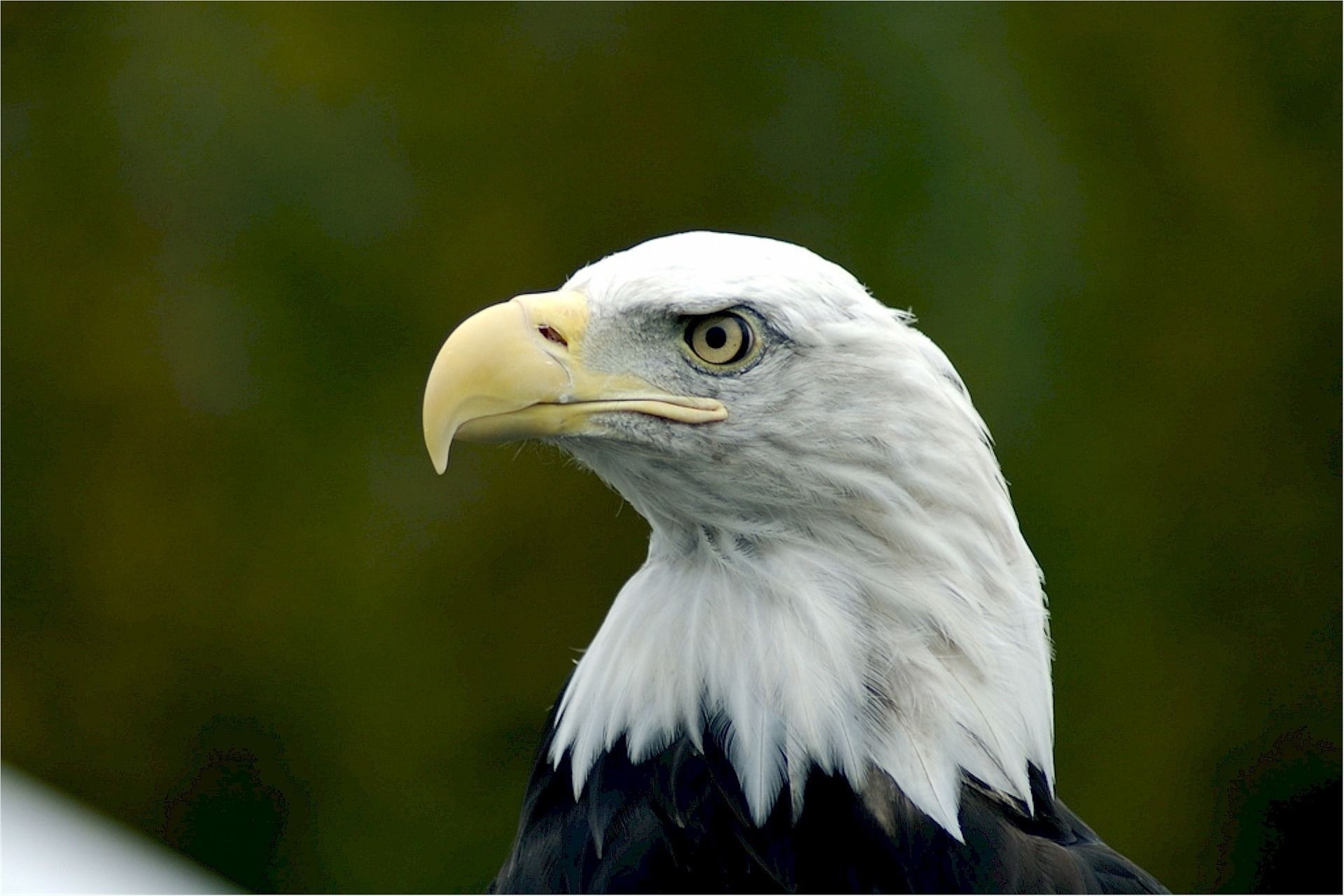 1920x1280 Flying American eagle wallppaer 1920x1200p 529071 American eagle HD  wallpaper in high resolution 