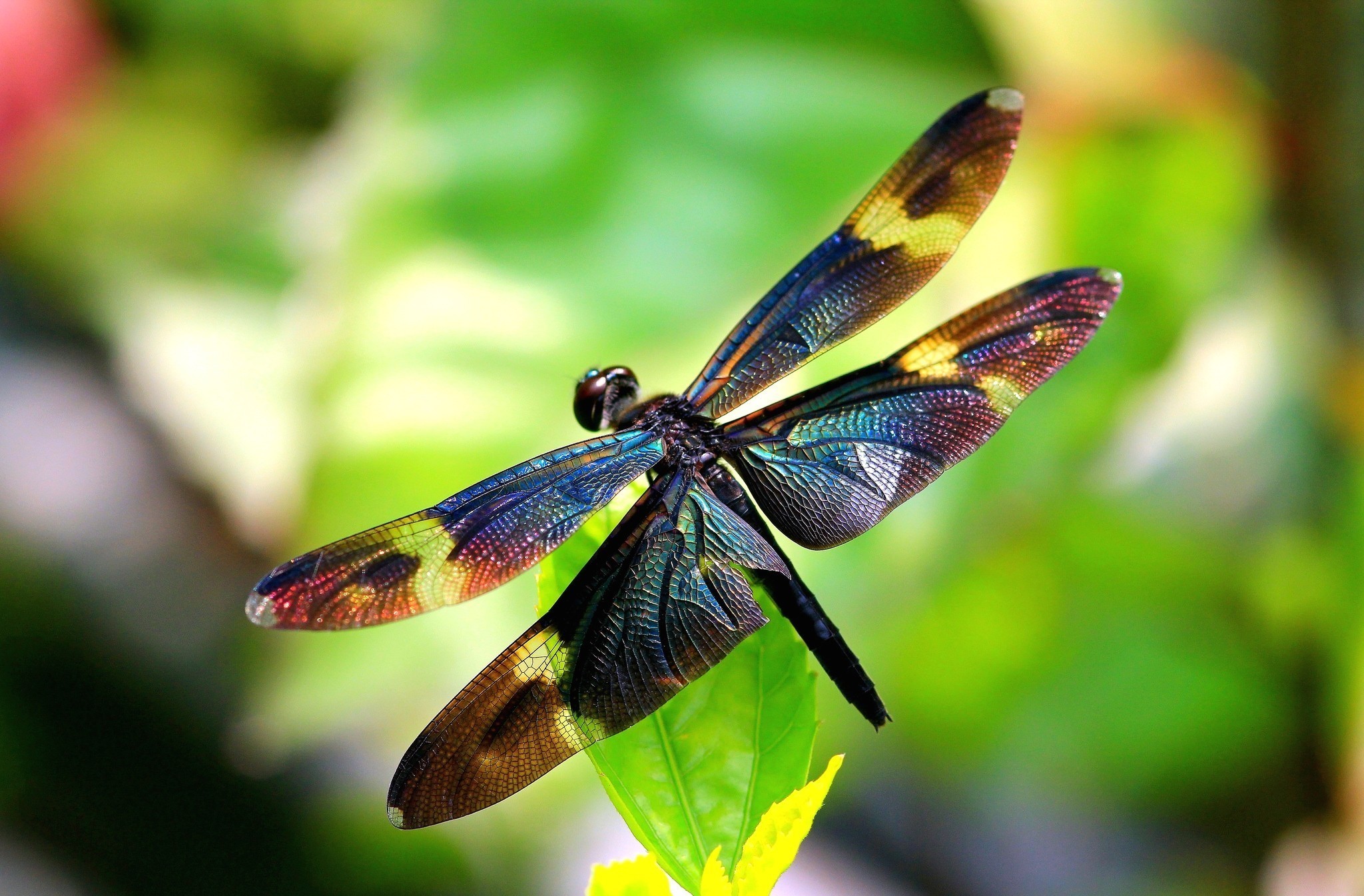 2048x1345 Animal - Dragonfly Wallpapers and Backgrounds ID : 410505