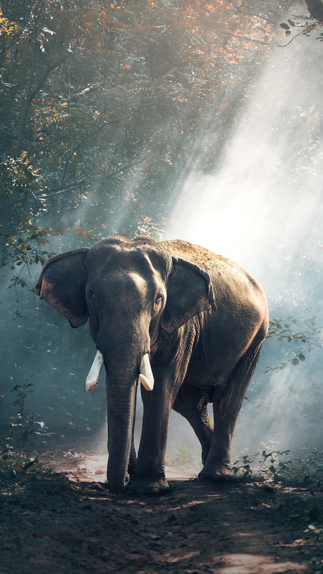 Elephant Screensavers and Wallpaper (69+ images)