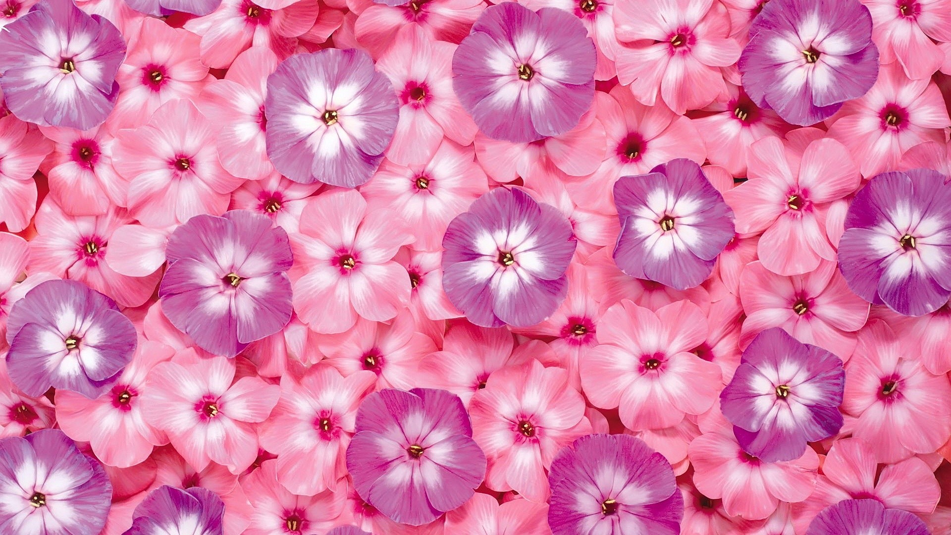 1920x1080 Pink Flowers wallpaper