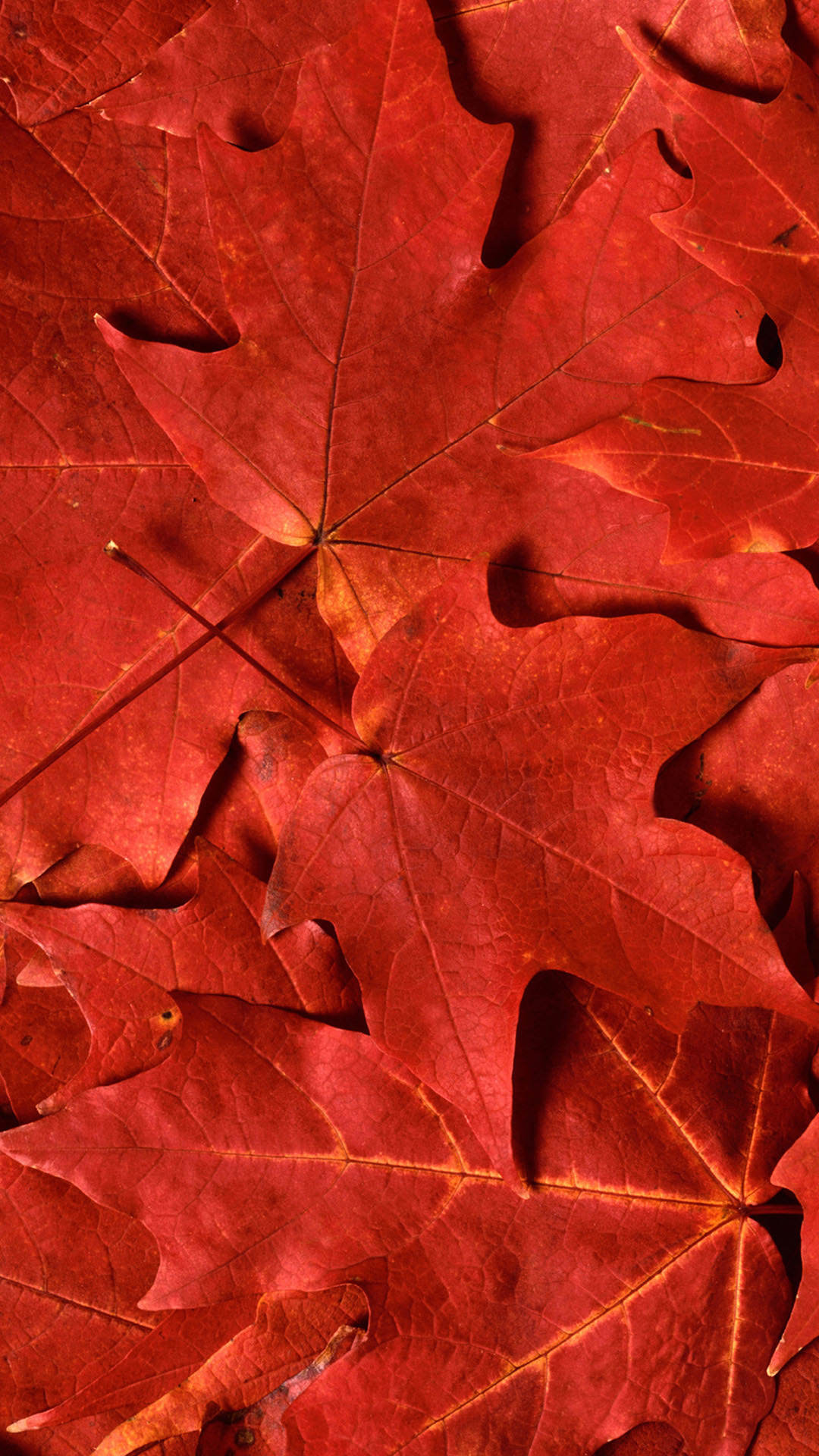 1080x1920 HD red maple leaf iPhone 6 plus wallpaper