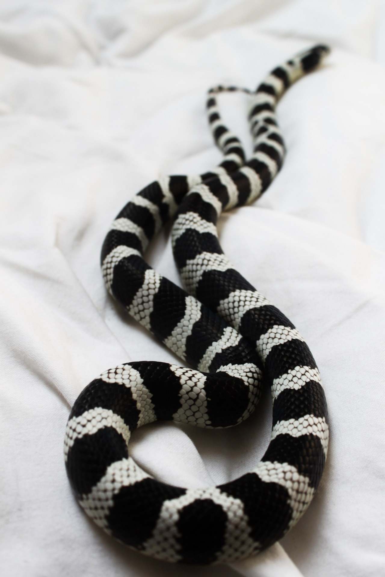 1280x1920 black and white snake.