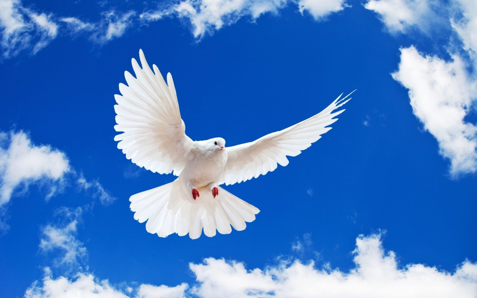 1920x1200 White Pigeon For Peace Wallpaper | HD Animals and Birds Wallpaper Free  Download ...