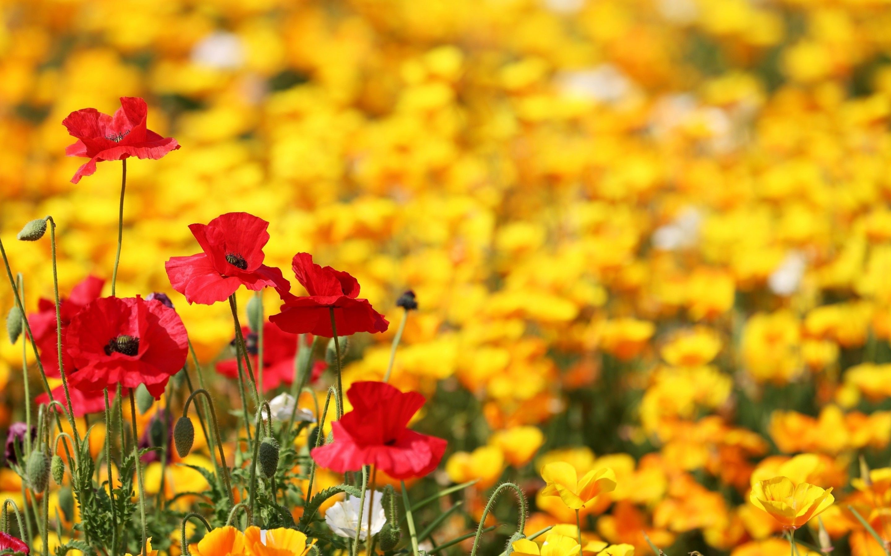 2880x1800 ... Red and yellow poppies HD Wallpaper 