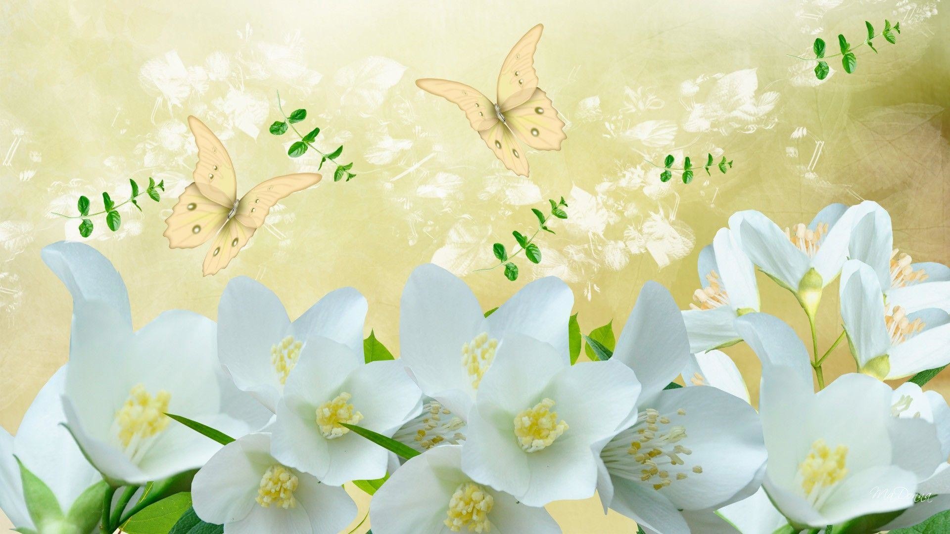1920x1080 4. jasmine-flowers-wallpaper4-600x338