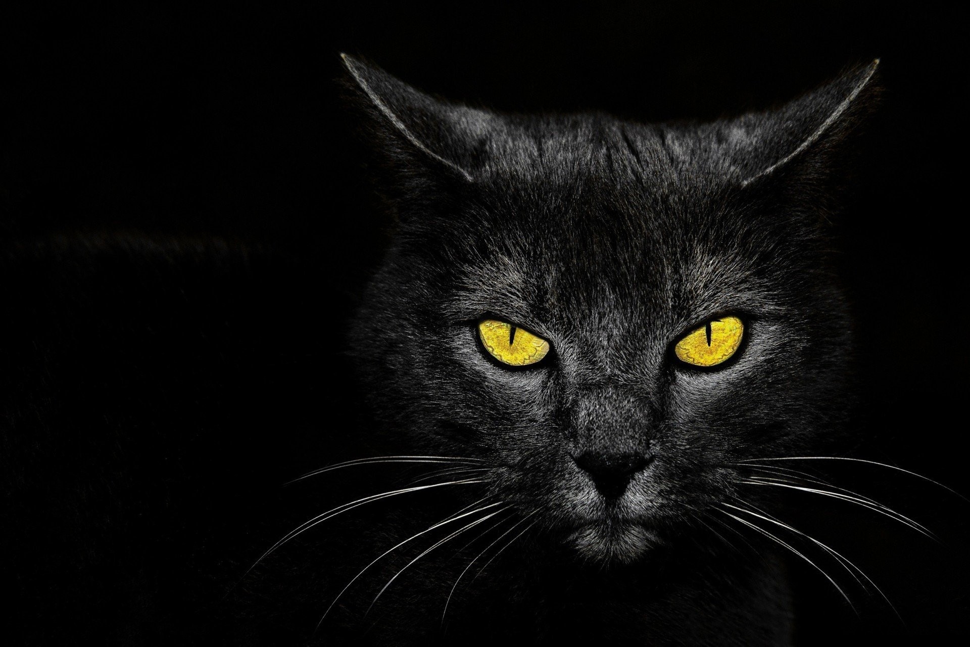 1920x1280 background black cat eyes
