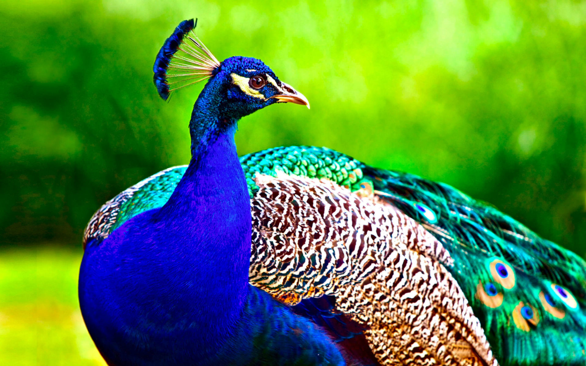 1920x1200 Most Beautiful Peacock Wallpapers