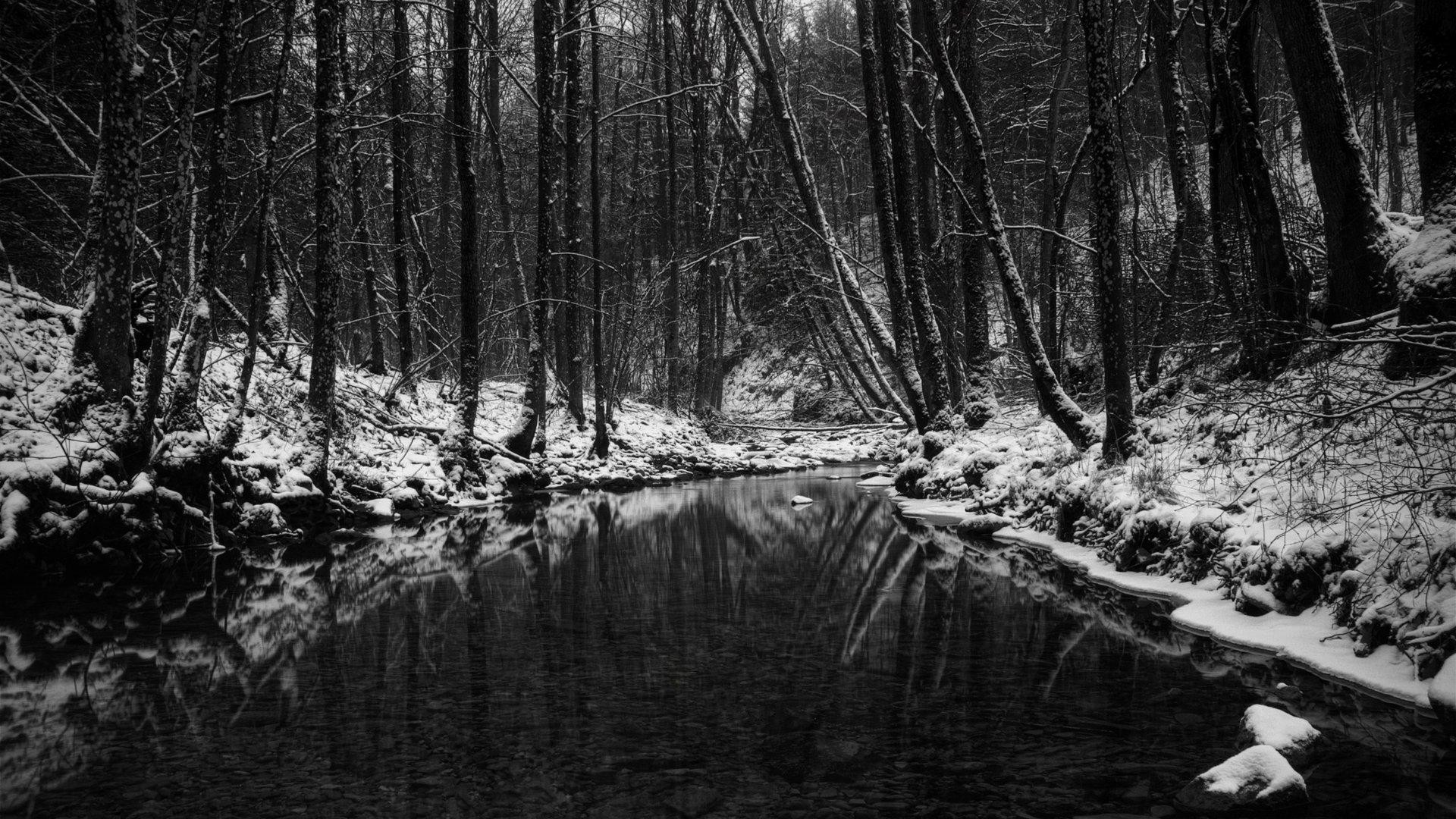1920x1080 wallpaper.wiki-Download-Black-and-White-Forest-Photo-