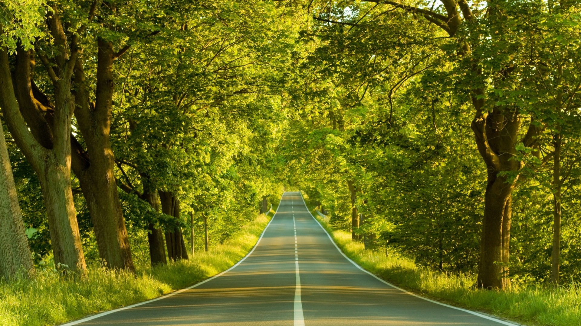 1920x1080 Preview wallpaper road, marking, greens, summer, trees 