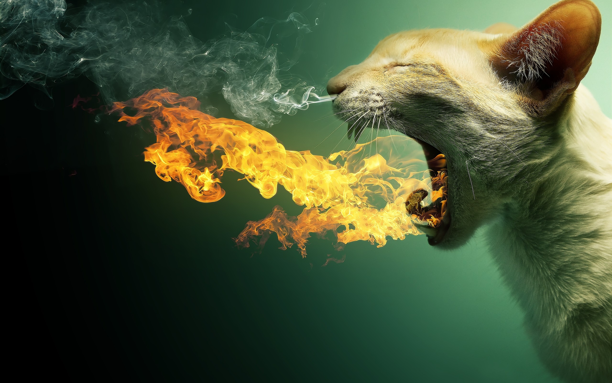 2560x1600 Cat In Fire Wallpaper At 3d Wallpapers