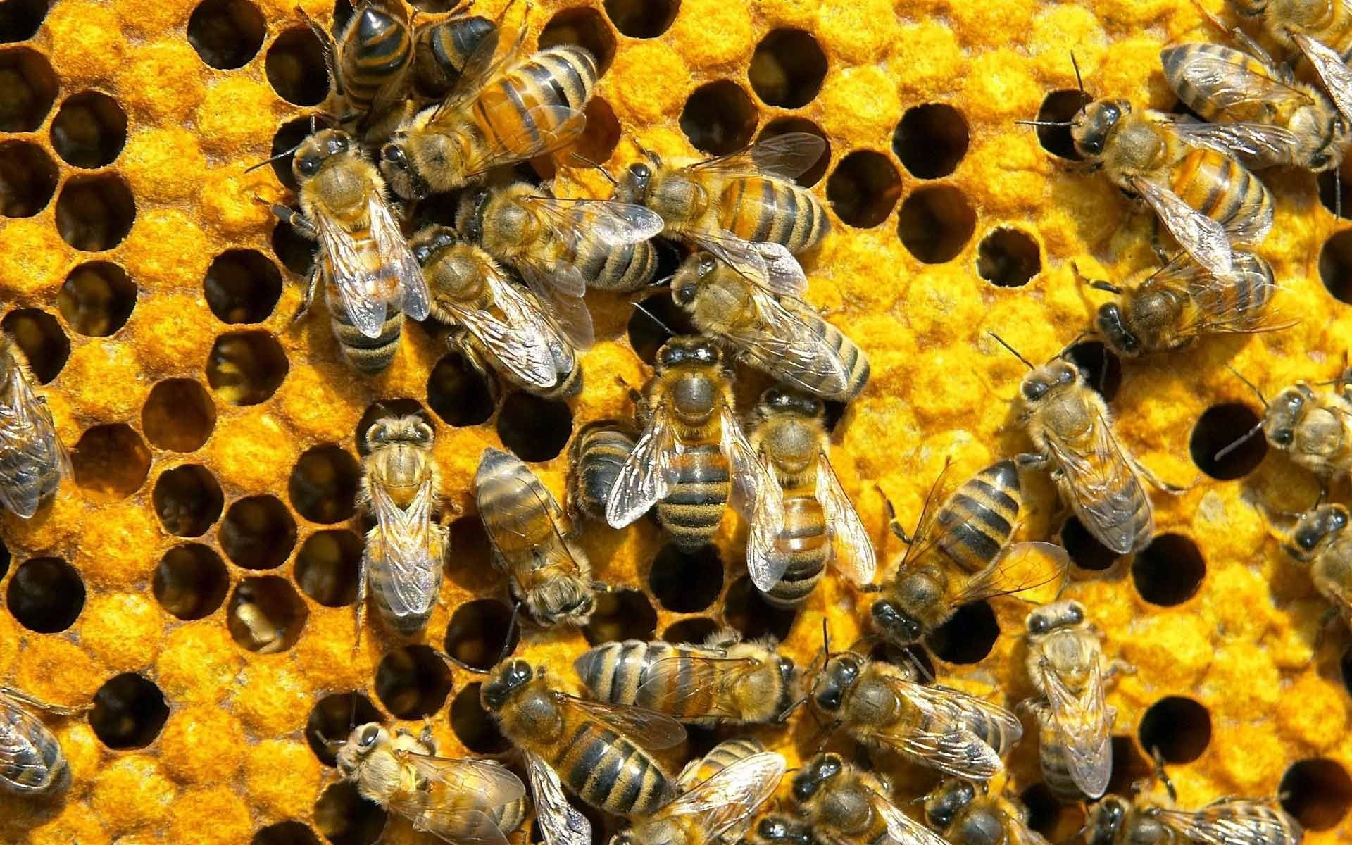 1920x1200 Bee Wallpapers