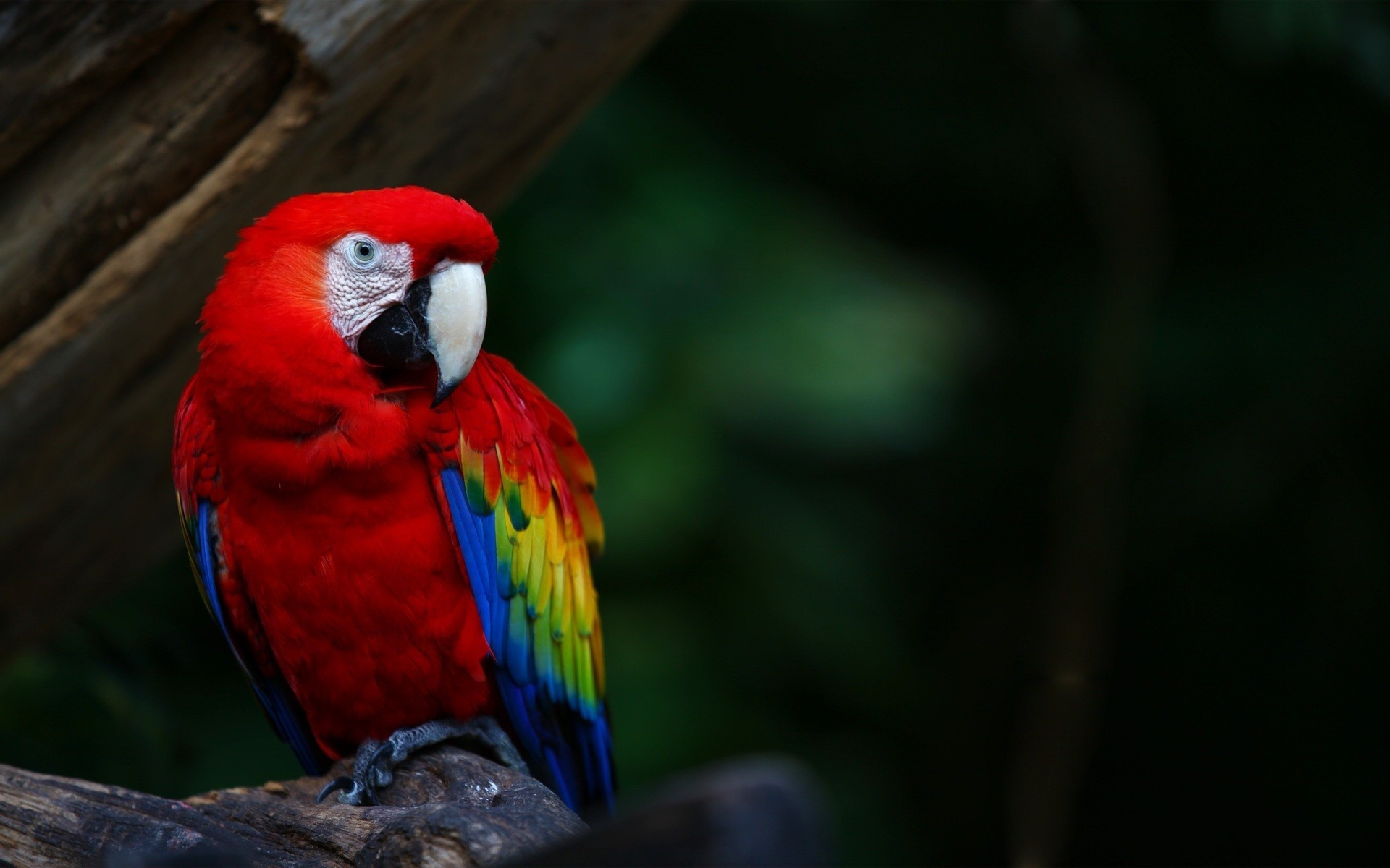 1920x1200 animals, Wildlife, Nature, Birds, Macaws, Parrot Wallpapers HD / Desktop  and Mobile Backgrounds