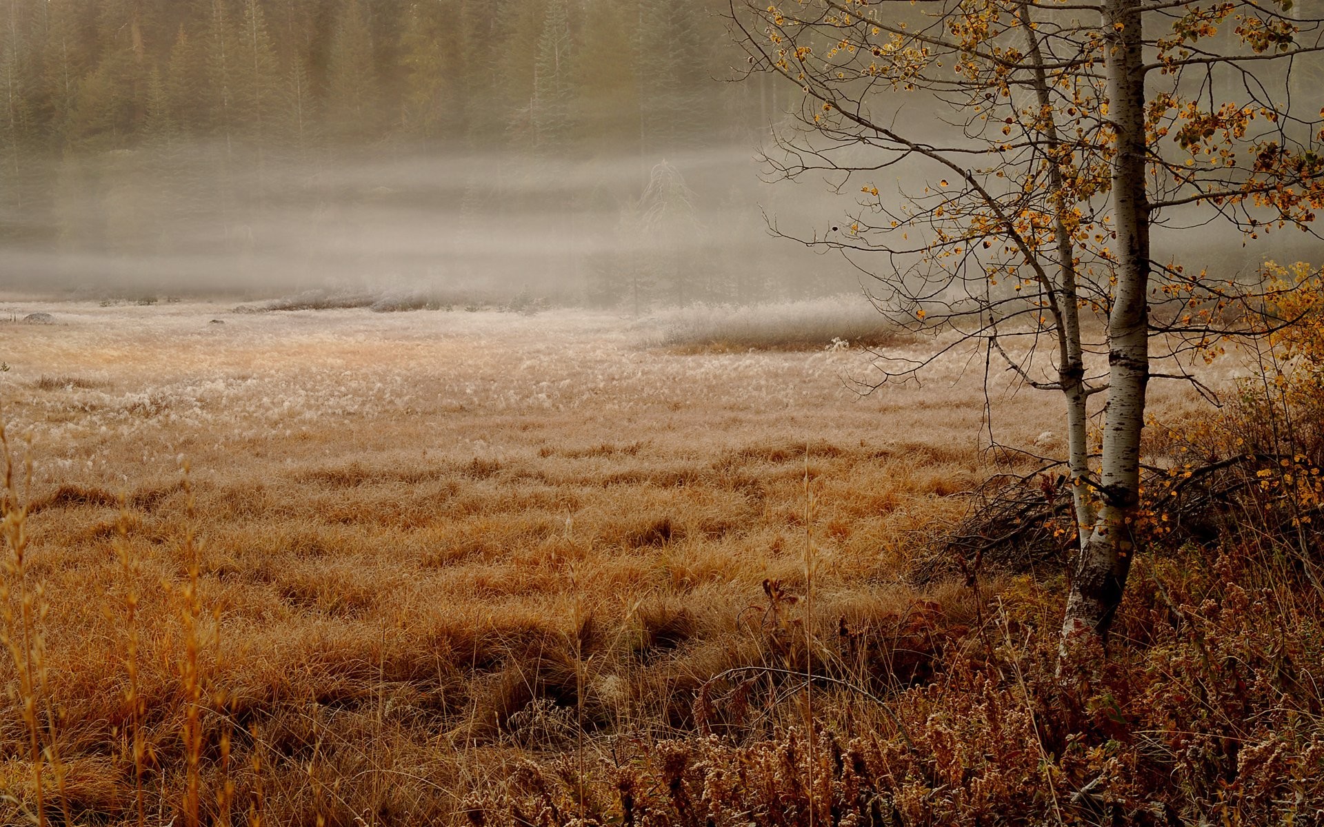 1920x1200 a foggy morning birch autumn haze forest spruce grass swamp rain