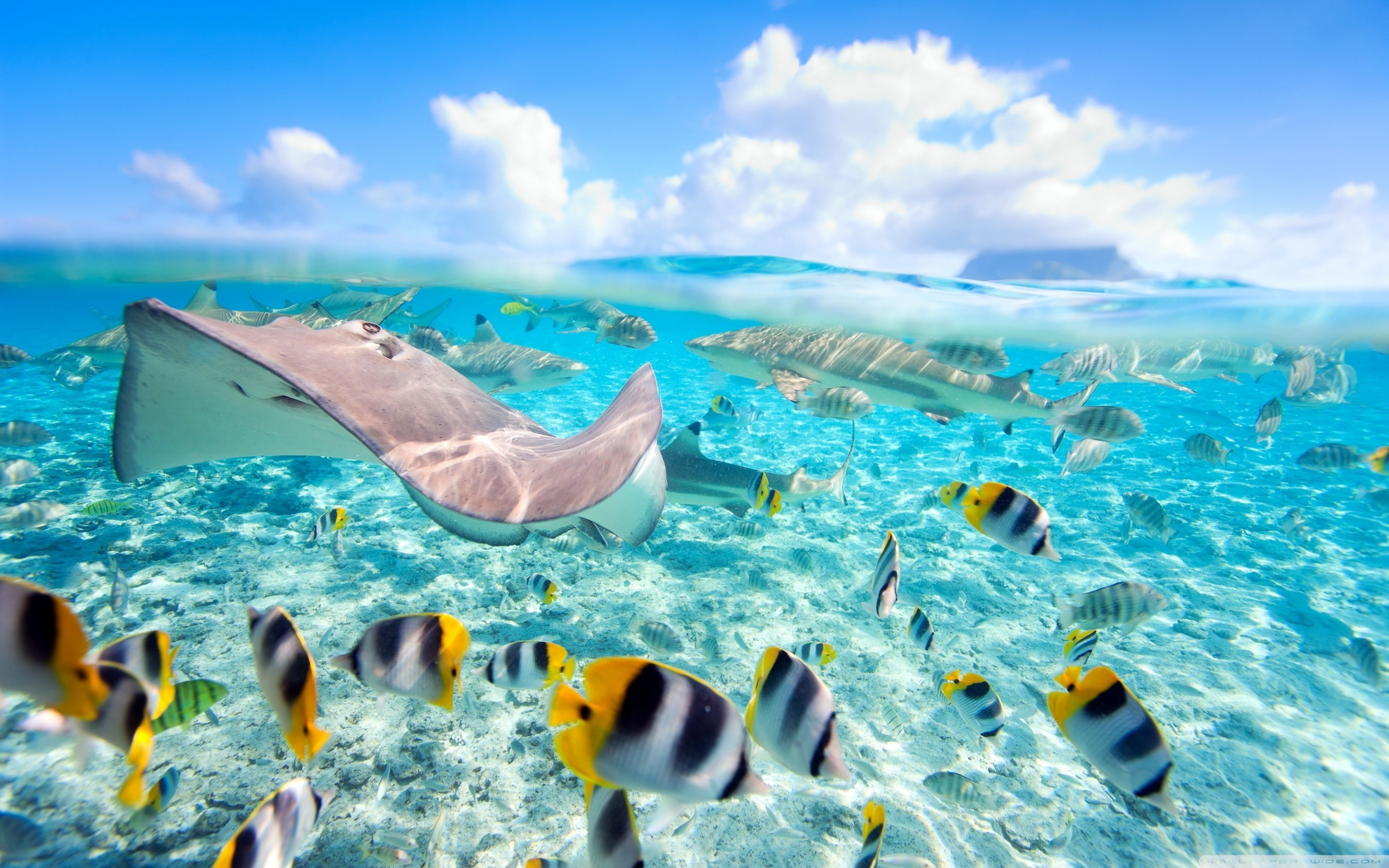 2880x1800 Tropical Underwater World HD desktop wallpaper High Definition