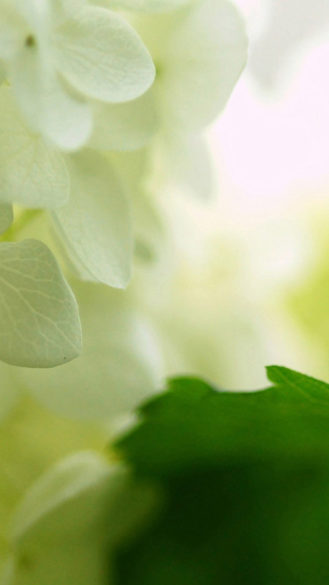 1080x1920 White Hydrangea Flower HD Wallpaper iPhone 6 plus