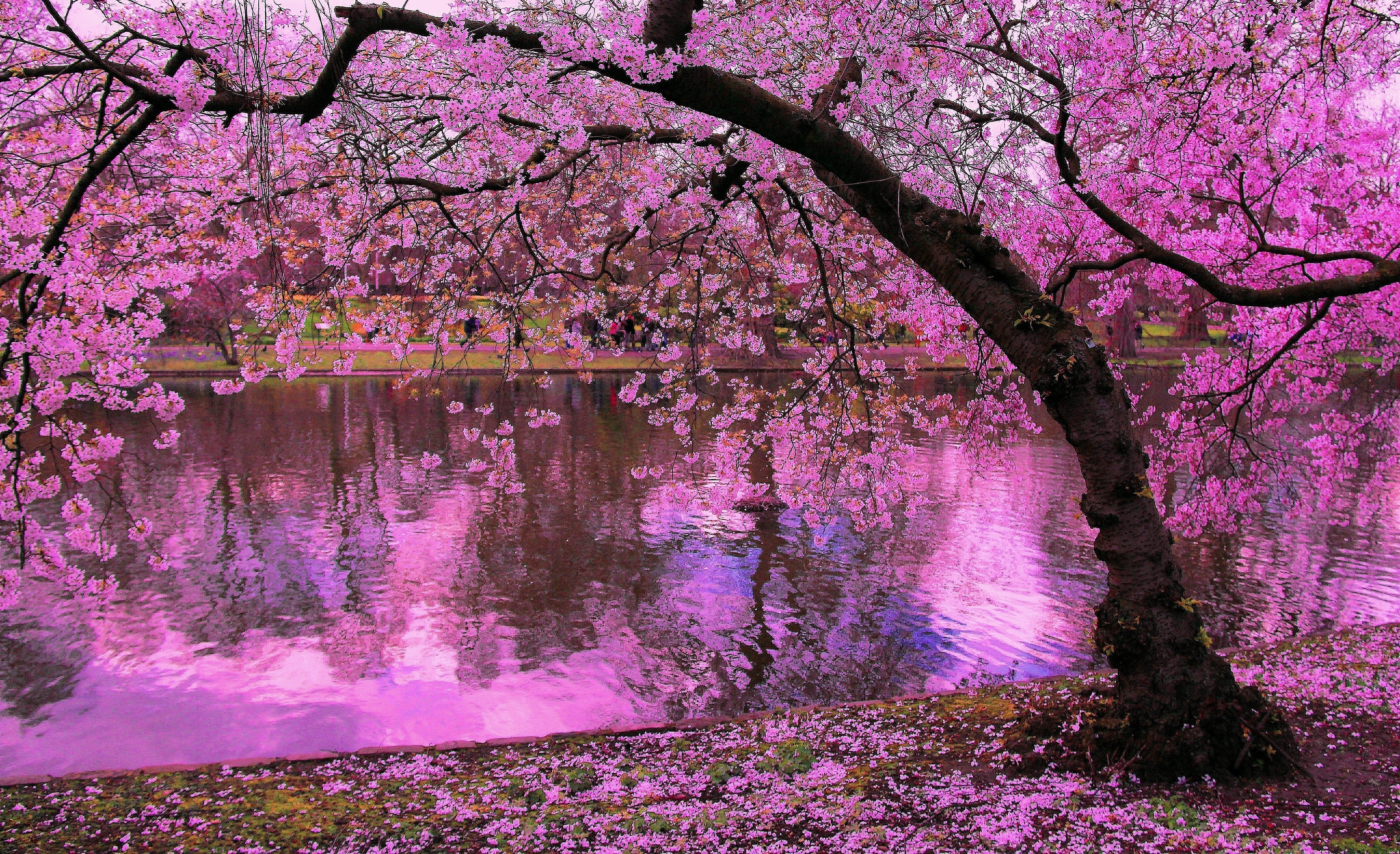 3469x2116 Erde/Natur - Sakura Pink Flower Baum BlÃ¼te Pond Spiegelung Wallpaper