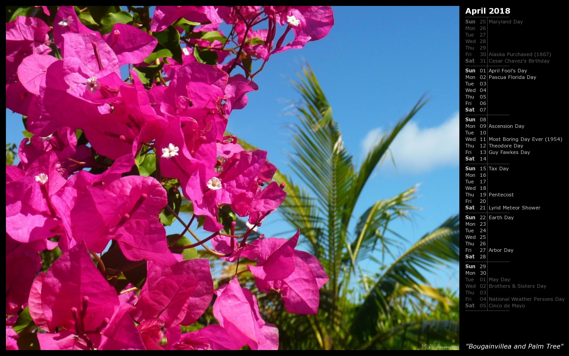 1920x1200 Bougainvillea and Palm Tree