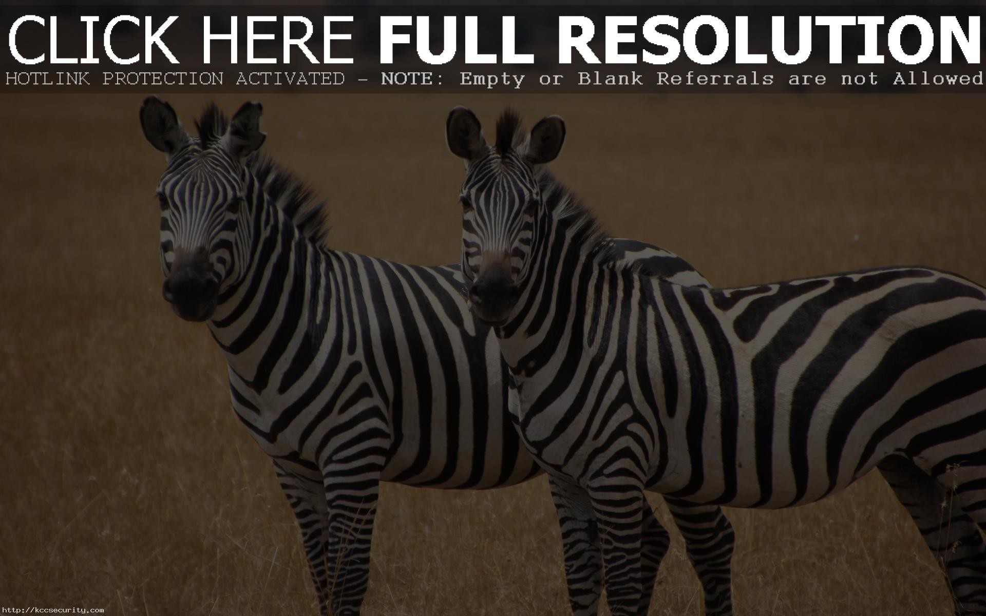 1920x1200 Cute Zebra Background 18502